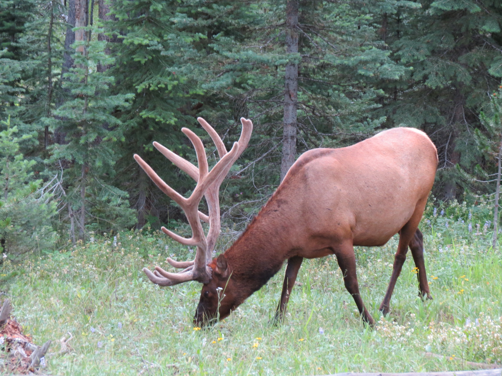 Elk in Yellowstone State Park